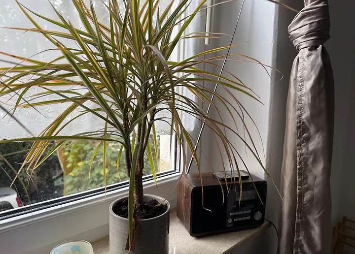 Apartman Roxana Stadtkern Von 55qm